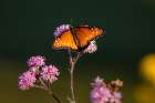 Queen (Danaus gilippus) feeding at aster flowers Art Print